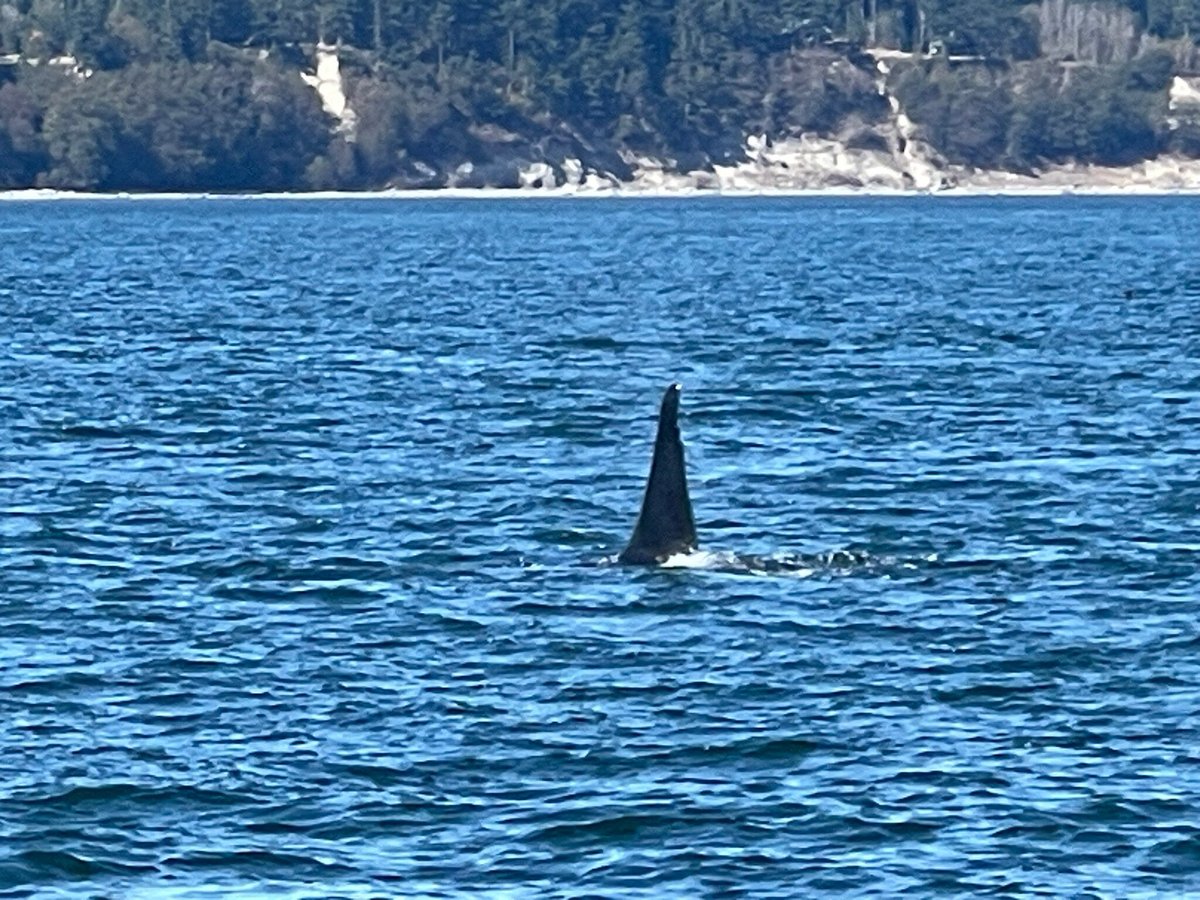 Whale Watching Tour Menu on the Island Explorer 5