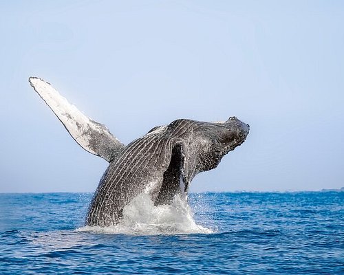 los cabos tour de ballenas