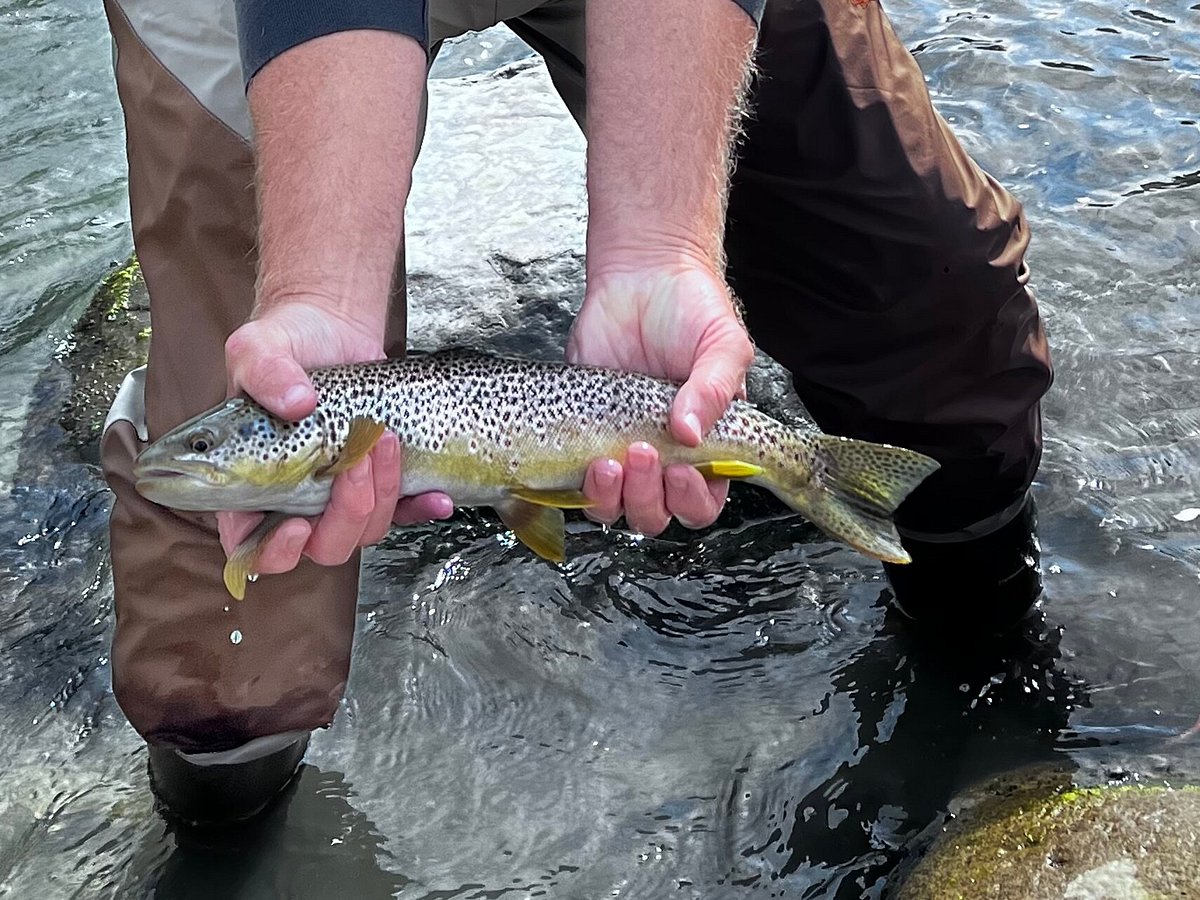 Fly Fishing In Yellowstone National Park: Down Low