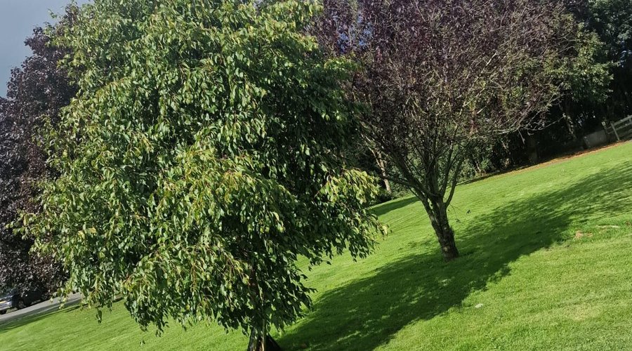 Immaculate Grounds @ Flowery Dell Lodges