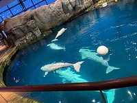 Love the stingray tank! - Review of Tropicana Field, St. Petersburg, FL -  Tripadvisor