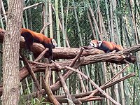 se permiten perros en el zoológico de nashville