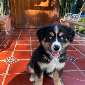 The happy puppy