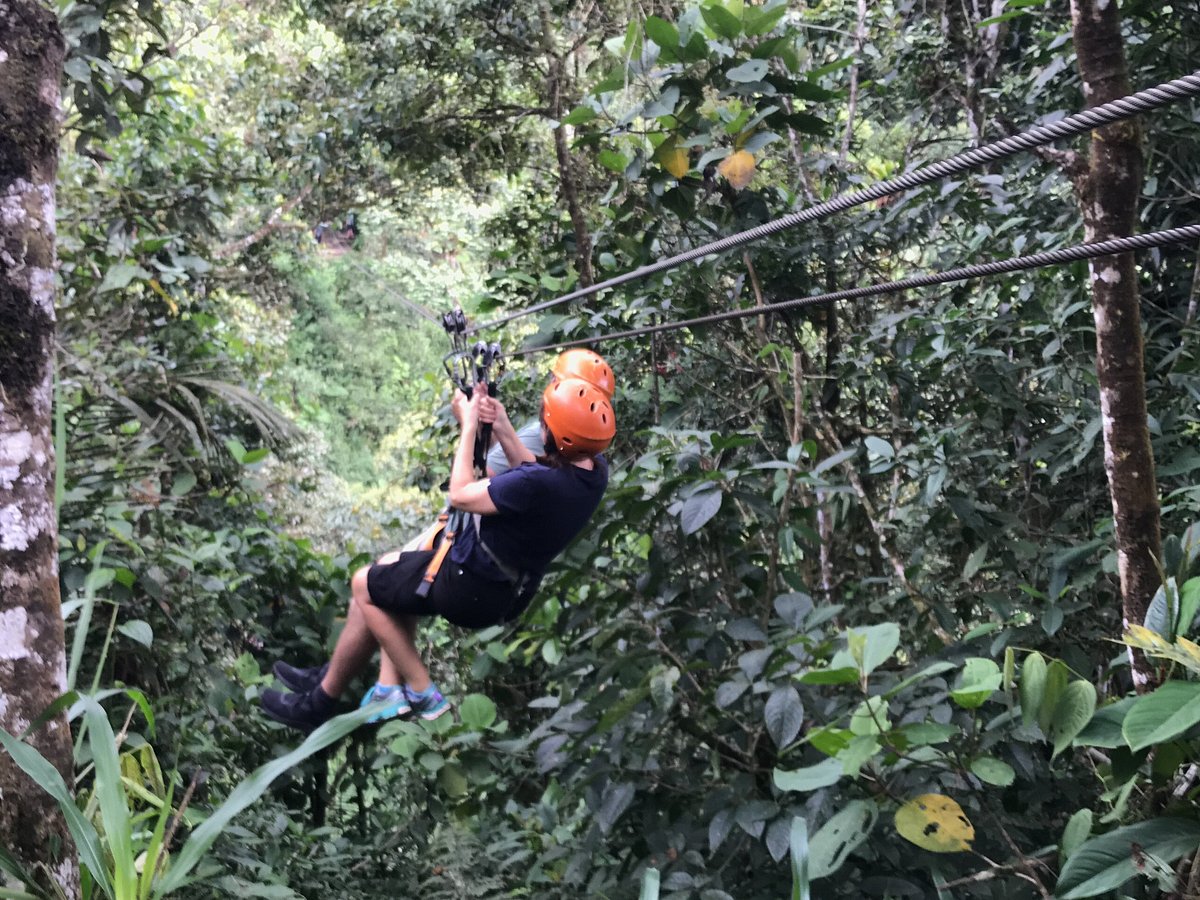 Curious Milo: Exploring the Enchanted Jungle Canopy - LimeWire