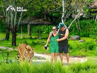 White Tiger : 5 Things you Need to Know - Taman Safari Bali