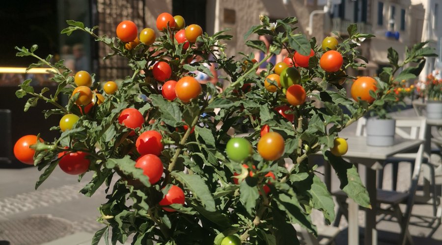 Mi hanno colpito questi pomodorini... Che anche con i colori arricchiscono il gradimento in una giornata autunnale ma...  Ancora estiva! 