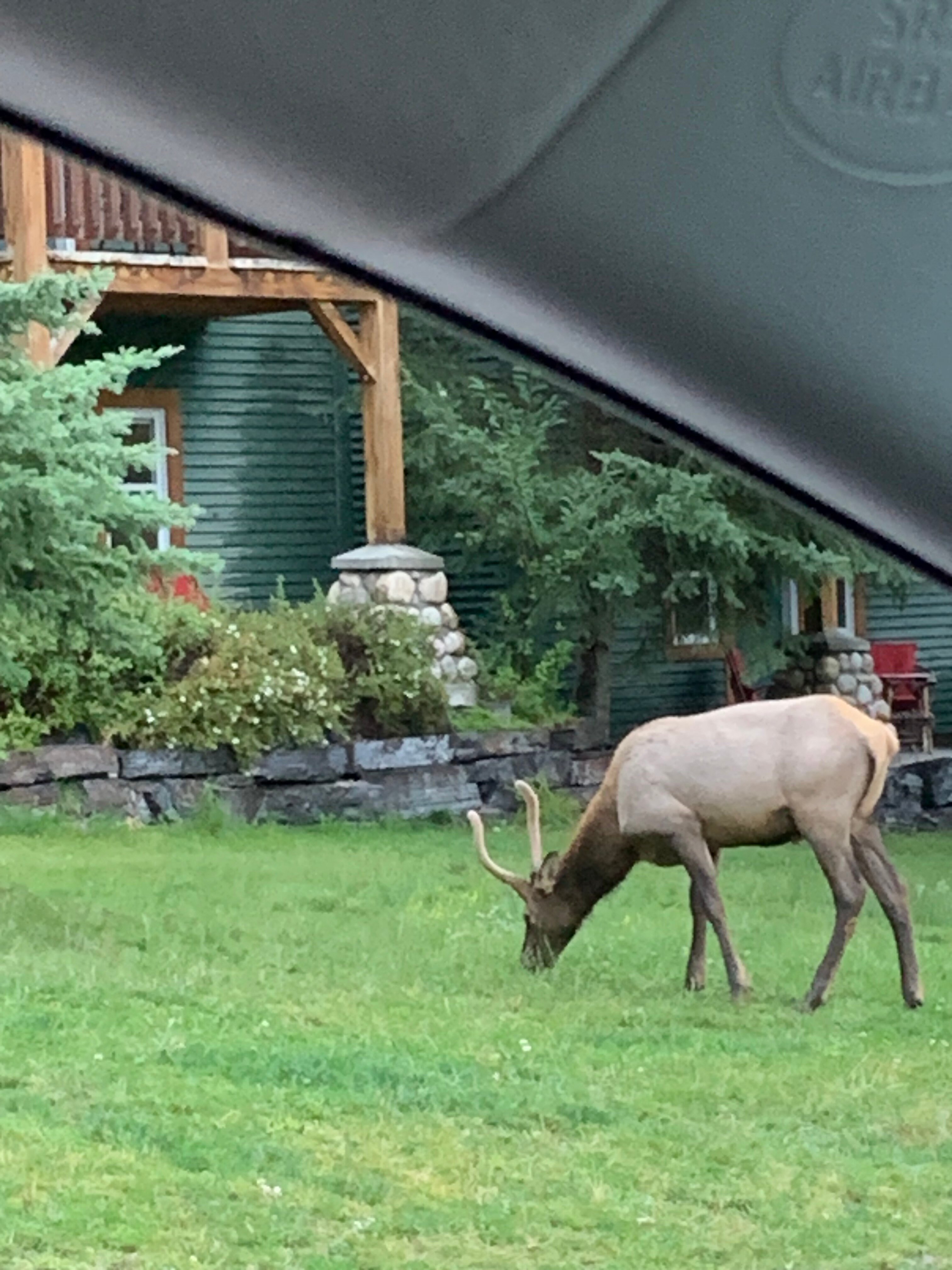 BUFFALO MOUNTAIN LODGE (Banff, Canada) - Foto's, Reviews En ...