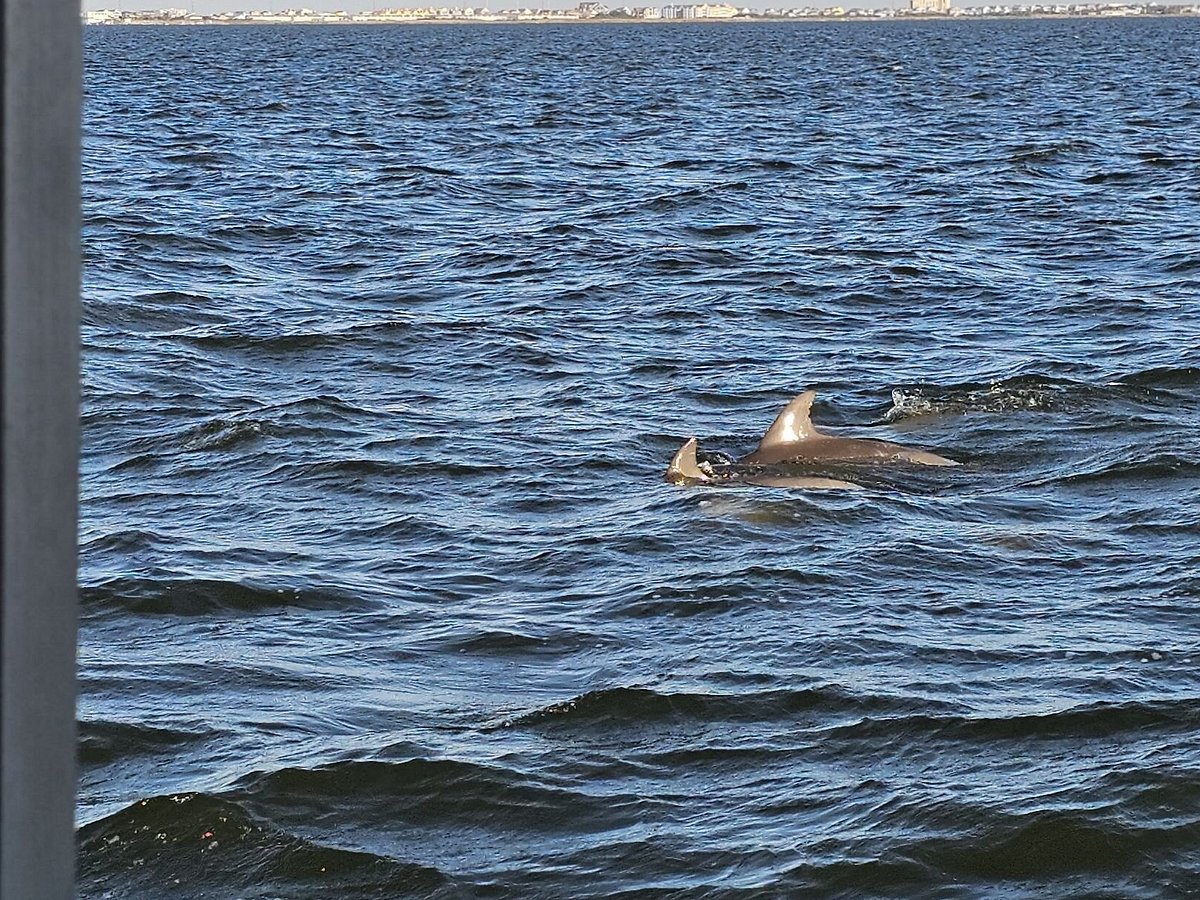 Outer Banks pier gives up 33-inch dolphin