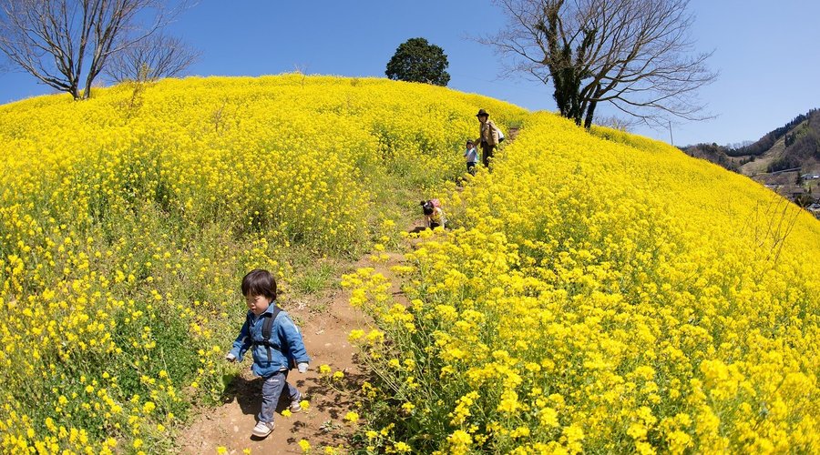The Yellow Hill at Inuyose Pass (2025) - All You Need to Know BEFORE You Go (with Reviews)