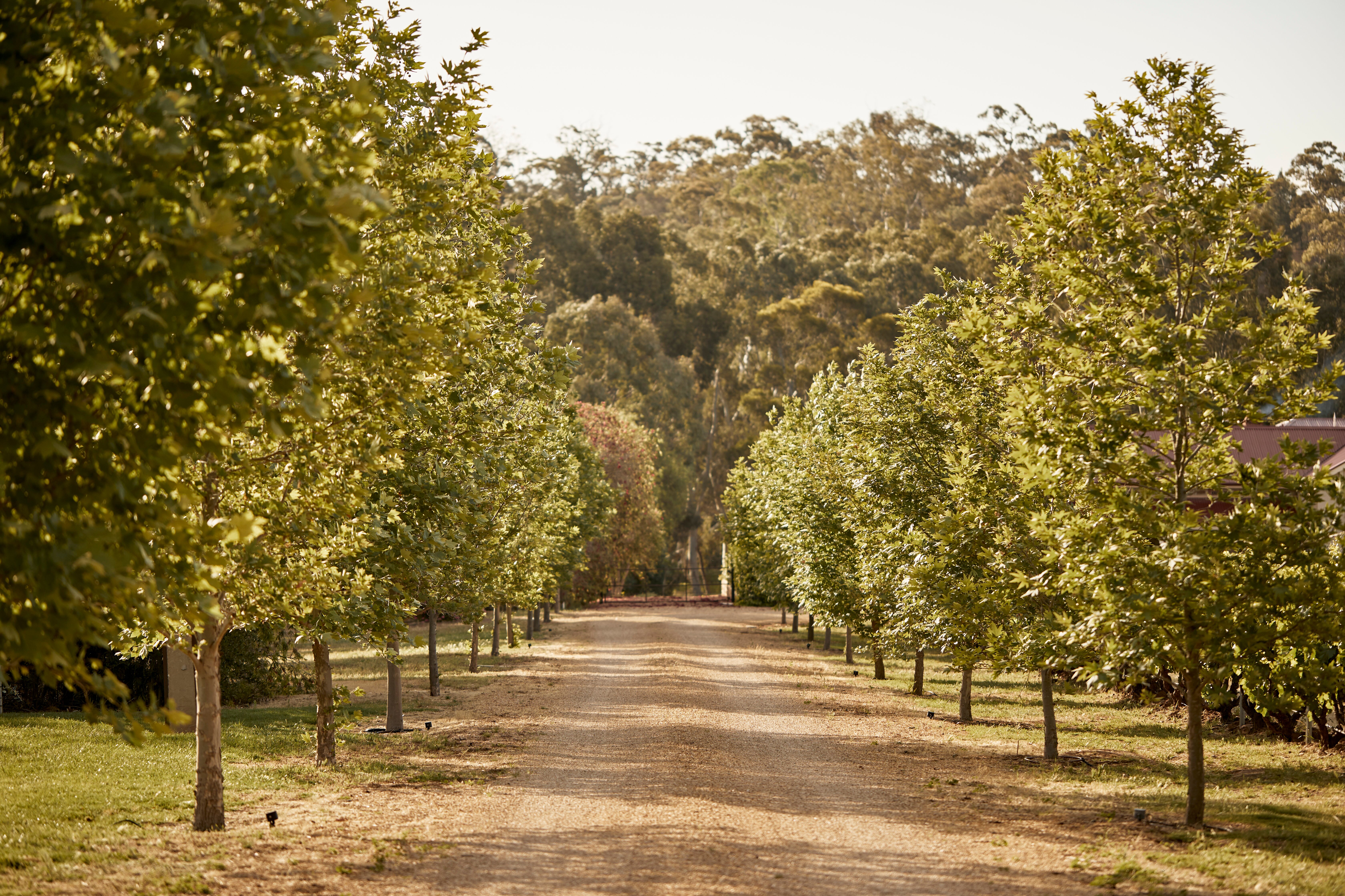 LE MAS BAROSSA VALLEY (Rowland Flat, Australië) - Foto's, Reviews En ...