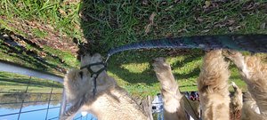 Alpaca Yarn Blend- Medium Fawn-250 yards — Clover Brooke Farm Llama Alpaca  Hikes