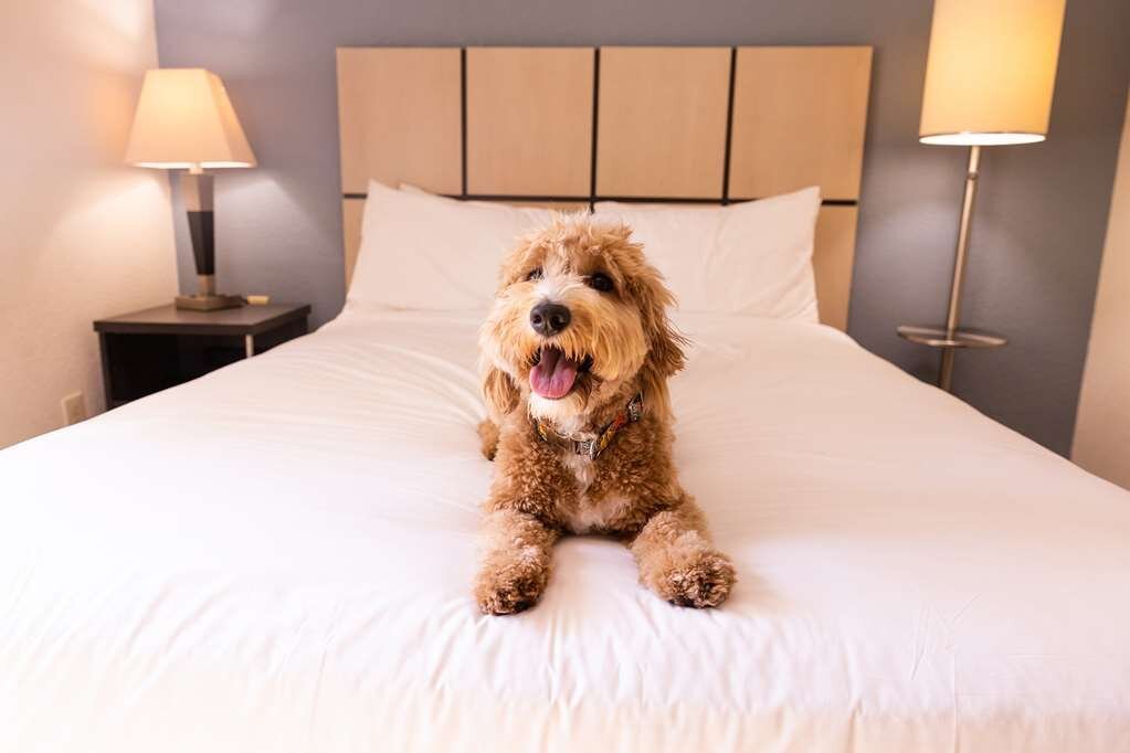 Pet Friendly Hotels in Texarkana: A Comprehensive Guide