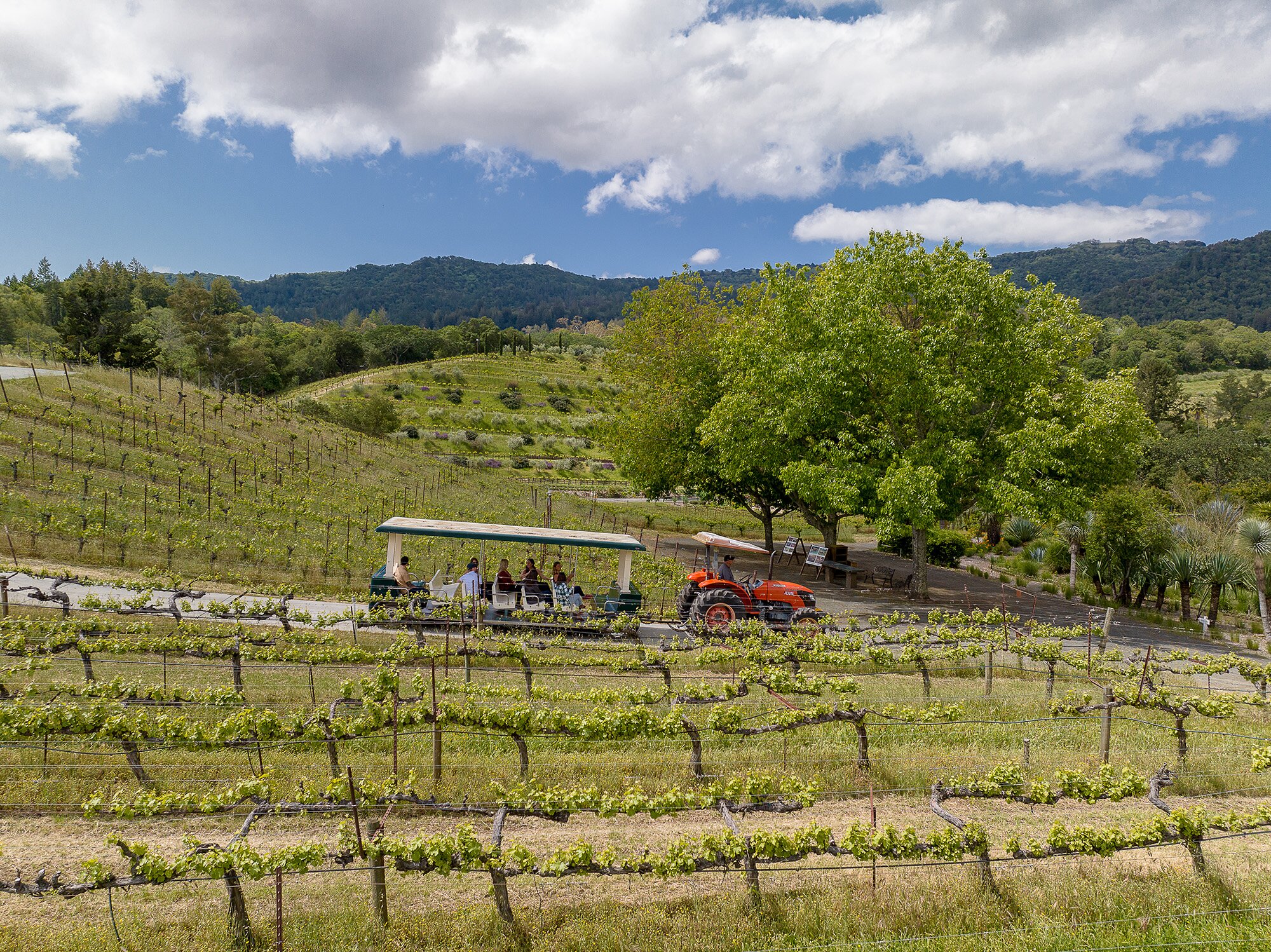 Vineyard near outlet me