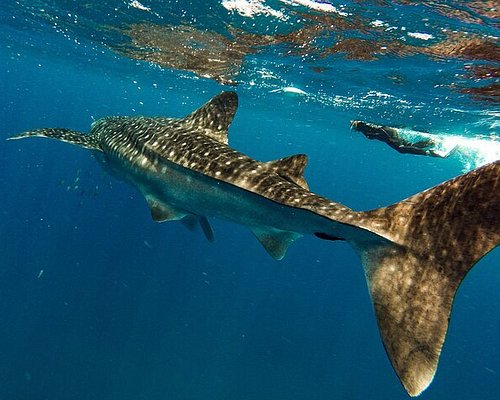 THE 5 BEST La Paz Shark Diving Activities (Updated 2023)