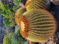 JARDIN DE CACTUS: Tutto quello che c'è da sapere (AGGIORNATO 2024) -  Tripadvisor