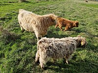 Sponsor A Highland Cow, Dumble Farm