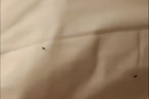 المسافر