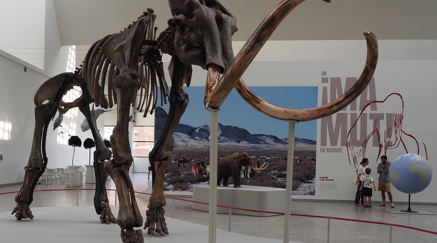 Exposición temporal Un mamut en Burgos