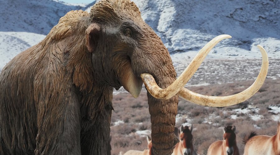 Exposición temporal Un mamut en Burgos