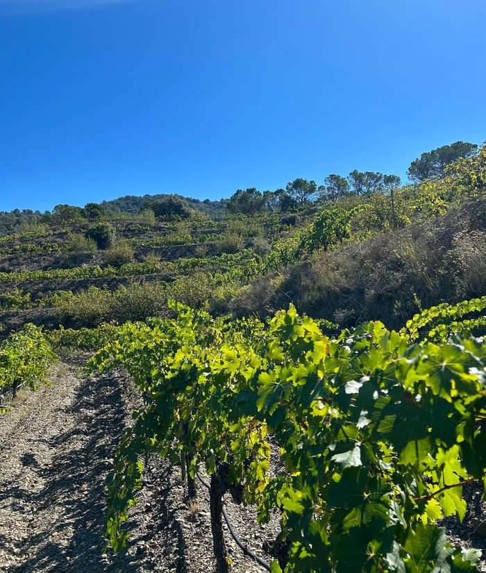 Imagen 8 de Celler Burgos Porta