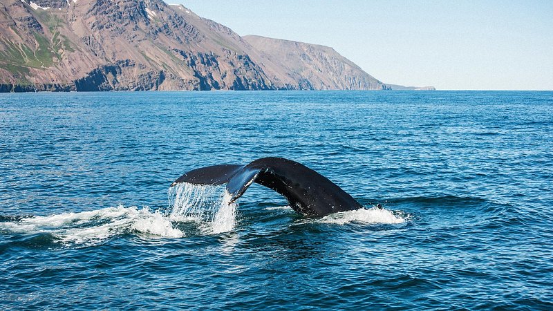 Tail fin of the mighty humpback whale seen from a boat near Husavik, Iceland 