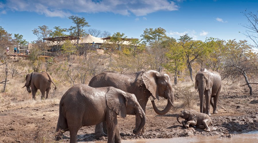 Elephant Bathing Bliss: These Gentle Giants Beat the Heat at The Elephant Camp, Victoria Falls