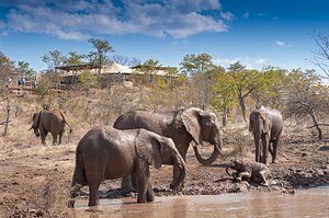 The Elephant Camp in Victoria Falls