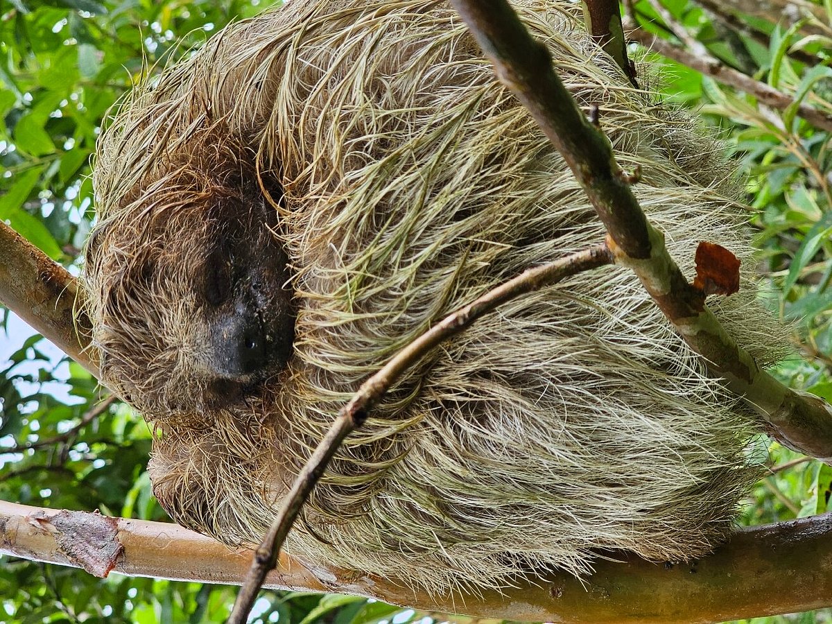 Tours with Frank the Tank Costa Rica - All You Need to Know BEFORE You Go  (with Photos)