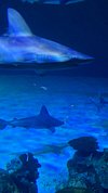 Shipwreck Tank - Shark Reef Aquarium at Mandalay Bay - Las…