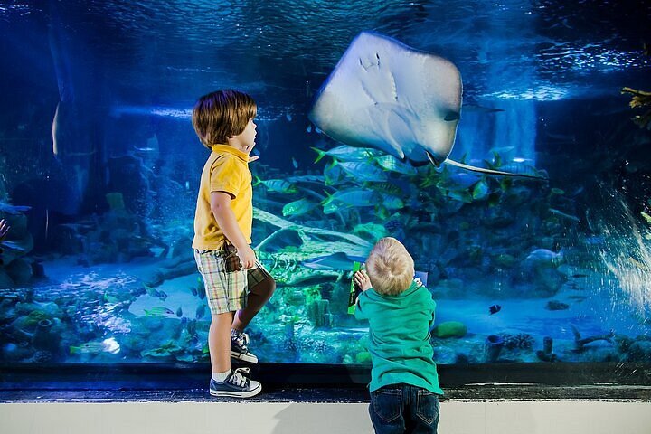 Theme Park, Zoo & Aquarium in Florida - SeaWorld Orlando