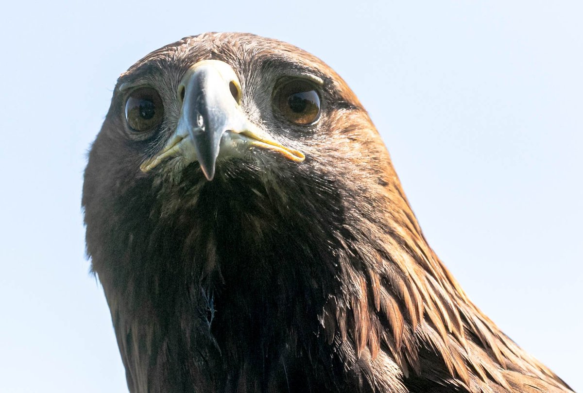 Entry to York Birds of Prey Centre for Two Adults and Two Children