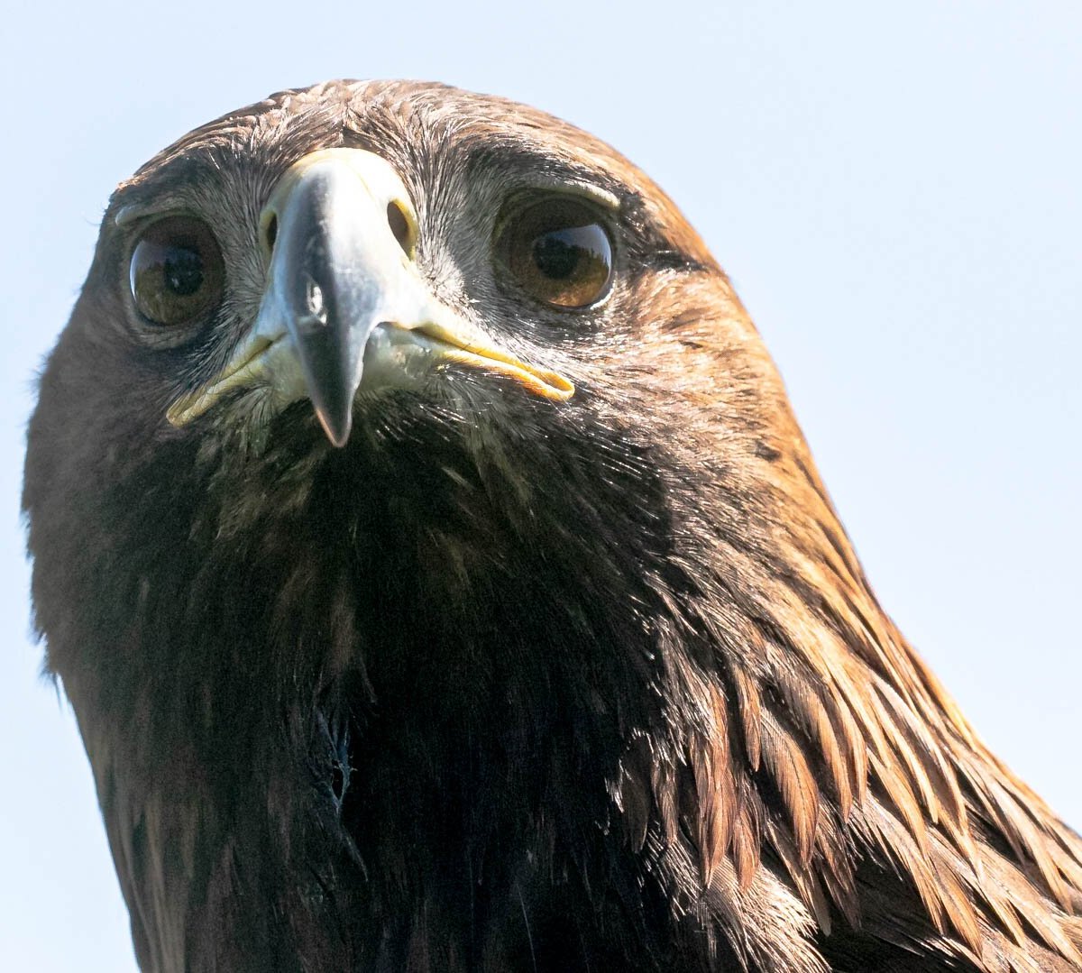 York Bird of Prey Centre Half-Price Family Ticket