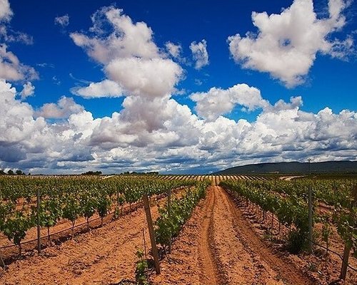 Vino, vidi, vici – Valencia uncorked - Times Travel