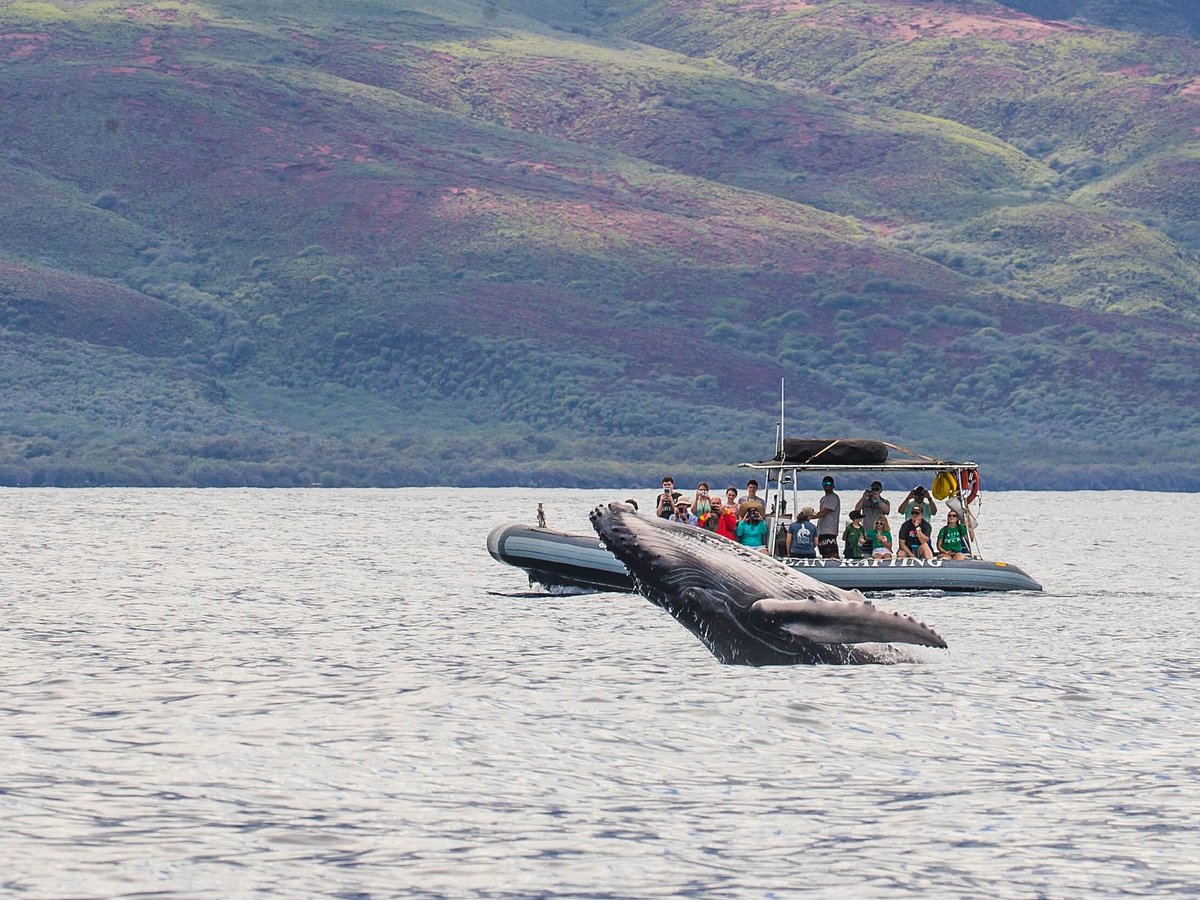 Hawaii Ocean Rafting, Лахайна: лучшие советы перед посещением - Tripadvisor