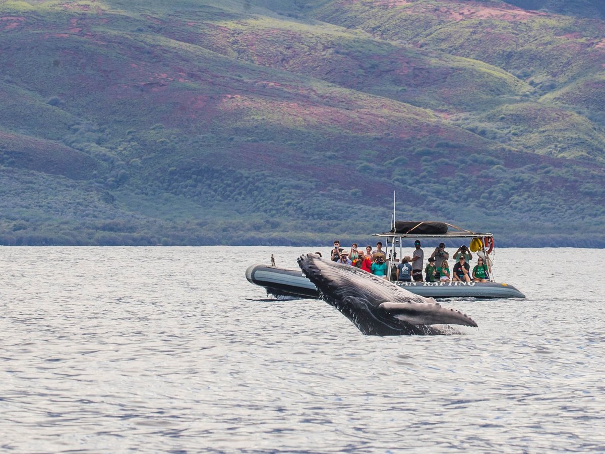 Hawaii Ocean Rafting, Лахайна: лучшие советы перед посещением - Tripadvisor