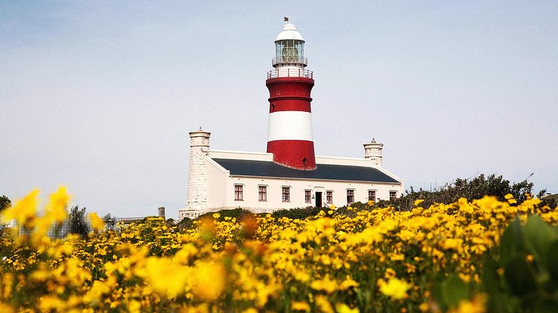 A field of yellow flowers overlooks a scenic lighthouse