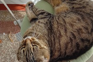 Nutzer