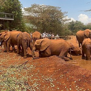 absolute adventure safaris nairobi