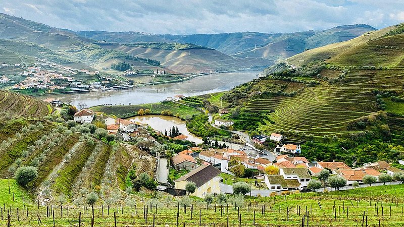 Vineyards at Miradouro de Sao Leonardo de Galafura