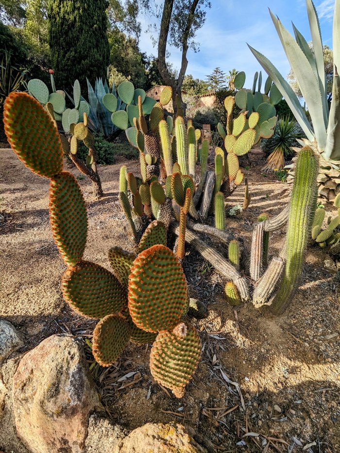 Imagen 2 de Pinya de Rosa