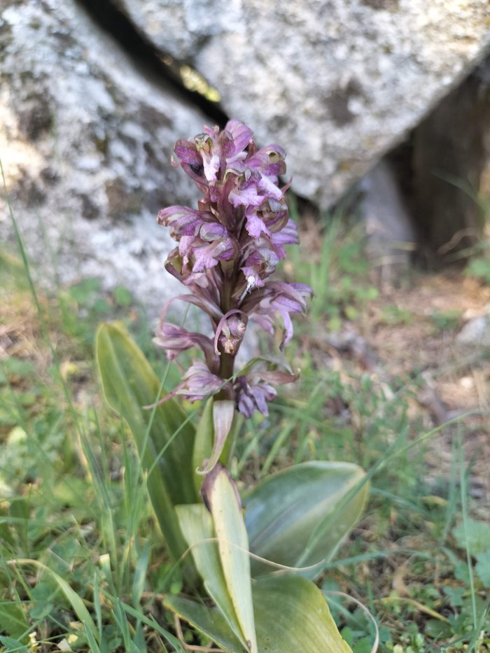 Imagen 7 de Sierra de Madrid