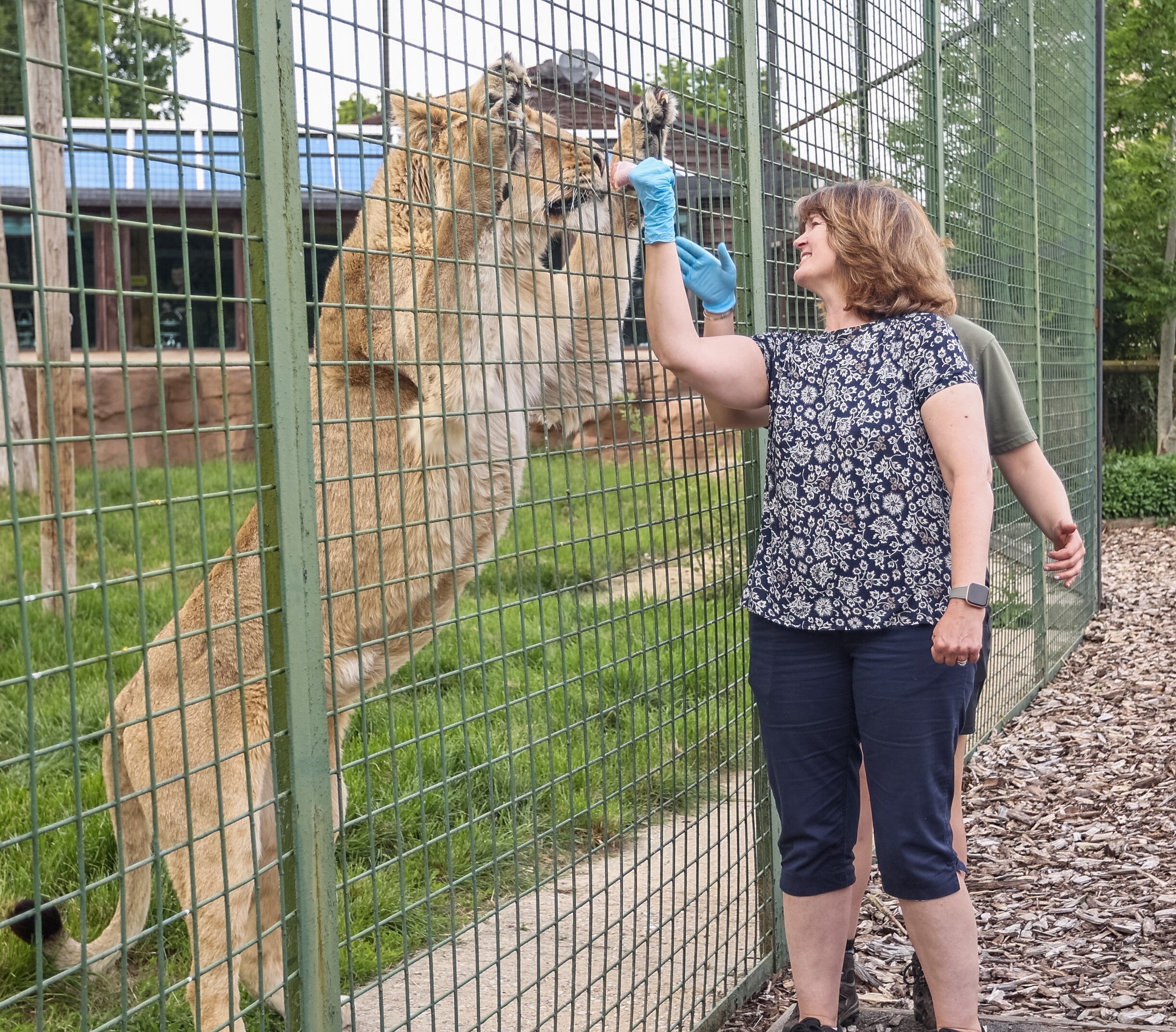 Big cat sale rescue feeding tour