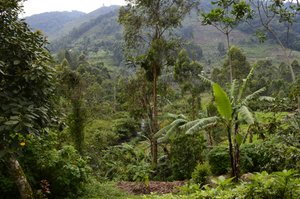 arbol caoba, mahogany significa caoba – Foto de Mahogany Springs, Bwindi  Impenetrable National Park - Tripadvisor