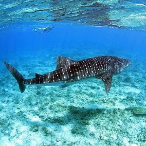 REEF RANGERS UKULHAS : Ce qu'il faut savoir pour votre visite (avec ...