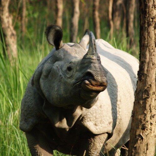 The Jungle Book Safari & Tours, Chitwan National Park (Sauraha) - All ...