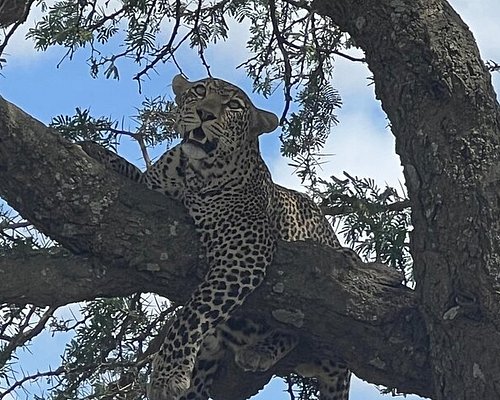 botswana safari reddit