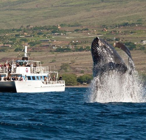 The Best Whale Watching In Alaska | Best Trips To See Whales