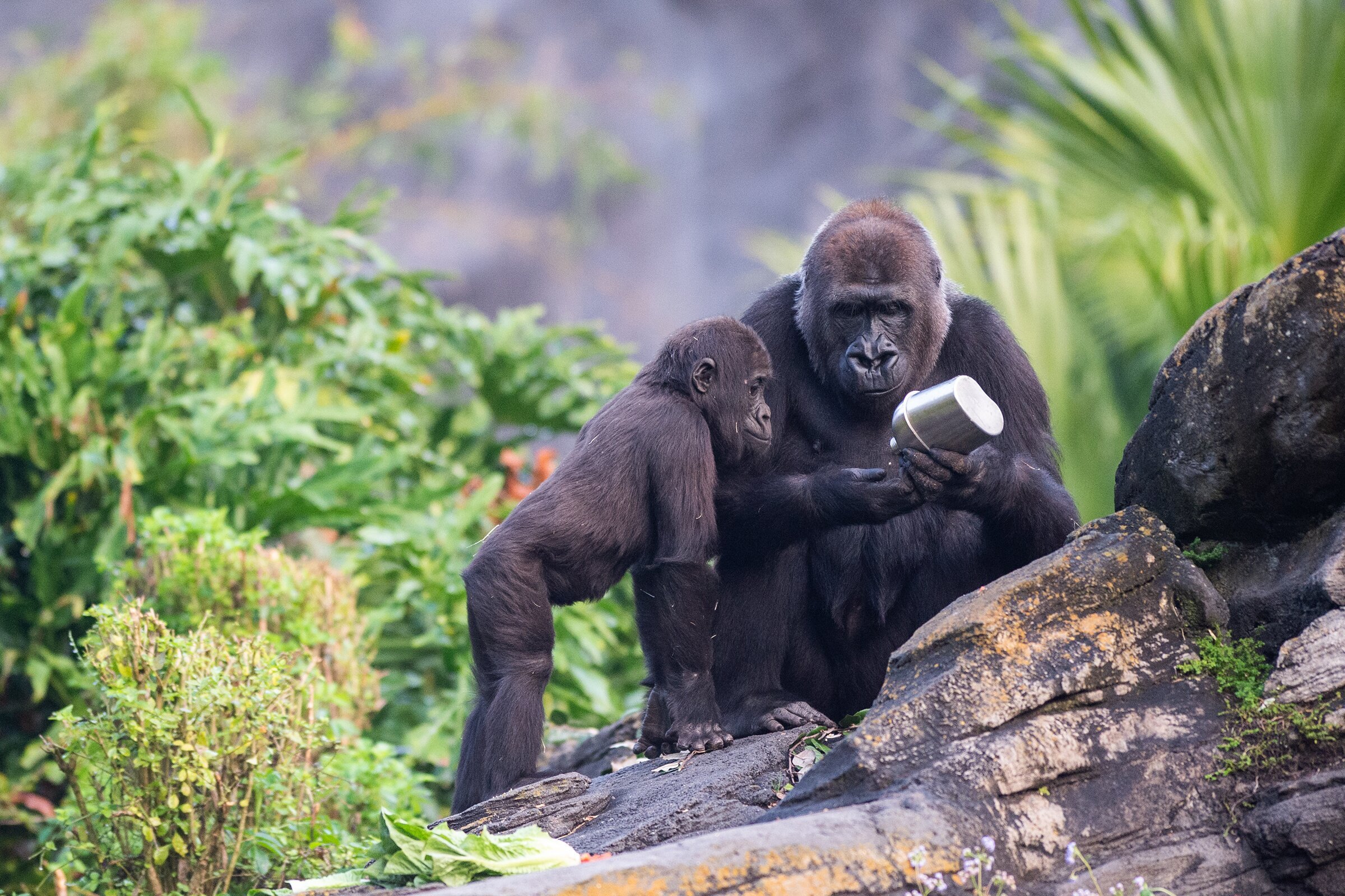 2024年 Gorilla Falls Exploration Trail - 出発前に知っておくべきことすべて - トリップアドバイザー