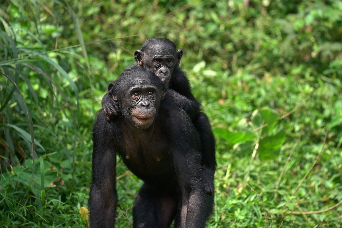 Lola ya Bonobo Sanctuary - All You Need to Know BEFORE You Go (2024)