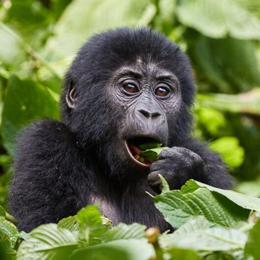 Gorilla Trekking Safaris (Kisoro, Uganda): Address, - Tripadvisor